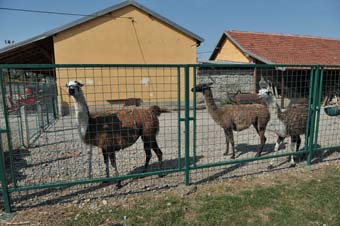 Poljoprivredna Valjevo lame Foto Dragan Krunić Objektiva.rs
